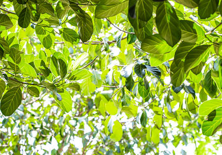 The sky was bright with thin cloudsの写真素材