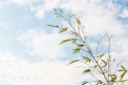 The sky is bright and beautiful with thin cloudsの写真素材