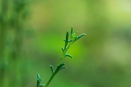 green leaves on white sky backgroundの写真素材