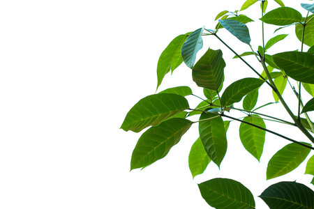 green leaves on white sky backgroundの写真素材