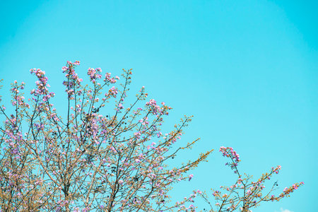 Beautiful sky with white clouds