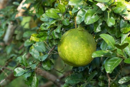 Organically grown oranges destroyed by insectsの写真素材