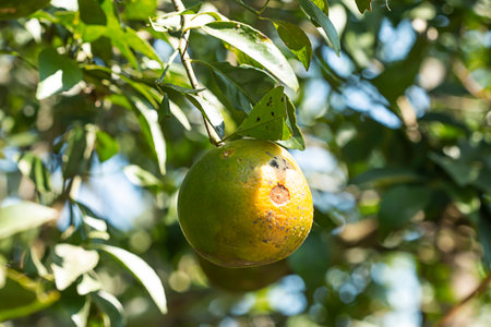 Organically grown oranges destroyed by insectsの写真素材