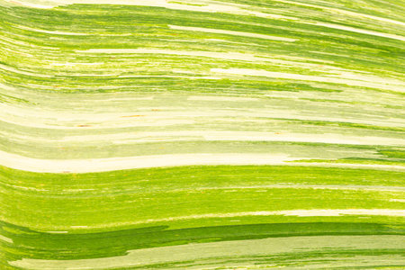 Spotted banana leaf texture and backgroundの写真素材