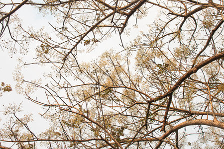 Branches and trees on sky backgroundの写真素材