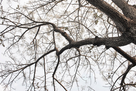 Branches and trees on sky backgroundの写真素材