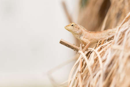 Straw. Tree lizard on dry straw.の写真素材