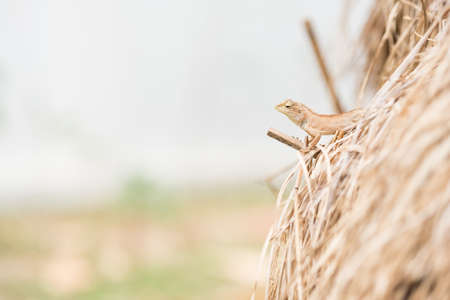 Straw. Tree lizard on dry straw.の写真素材