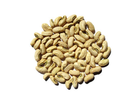 Bean seed on whiteの写真素材