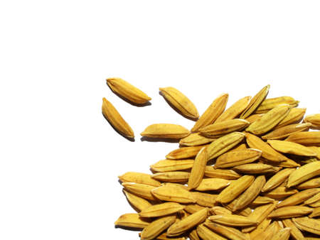 paddy on white bottom right corner, backgroundの写真素材