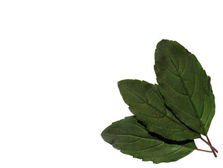 red holy basil on white bottom right corner, backgroundの写真素材