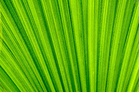 closeup of green tropical leaf texture backgroundの写真素材