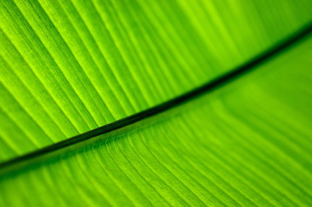 closeup of green palm leaf texture background