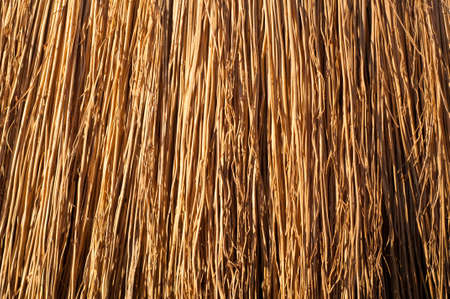 dry grass grunge texture backgroundの写真素材