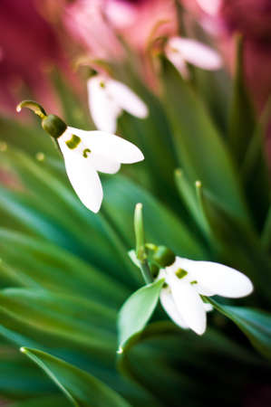 snowdrop flower closeup. spring background. shallow dofの写真素材