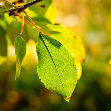 Green cherry leaf closeup. Green leaf focused over blurry background in autumn.の写真素材
