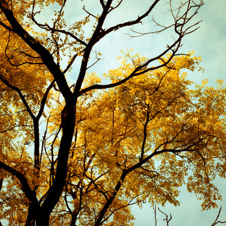 Autumn trees background. Dramatic sky over autumn trees.