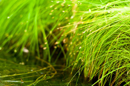 Green grass nature backgroundの写真素材