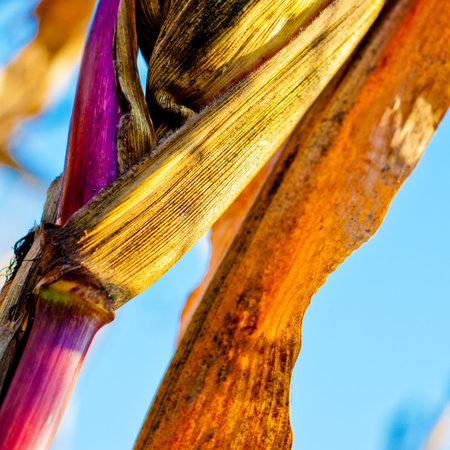 Corn closeup on the stalk. Detail of dried corncob on the field ready for autumn harvesting.の写真素材