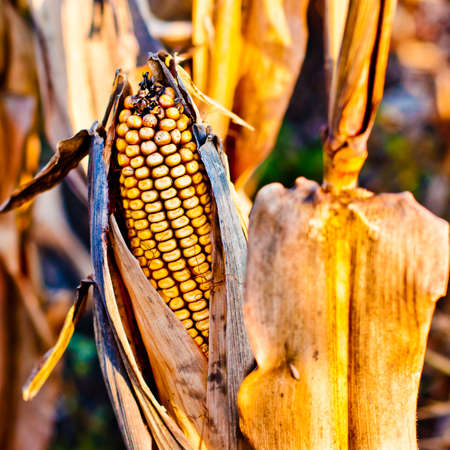 Corn closeup on the stalk. Detail of dried corncob on the field ready for autumn harvesting.の写真素材