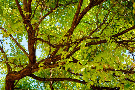 Locust tree close-up background.の写真素材