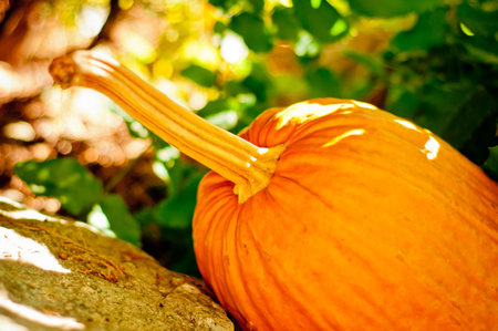 Seasonal pumpkin background. Agriculture, halloween, food concept.
