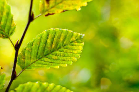 Leaves background in forest. Tree branch with autumn leaves.の写真素材