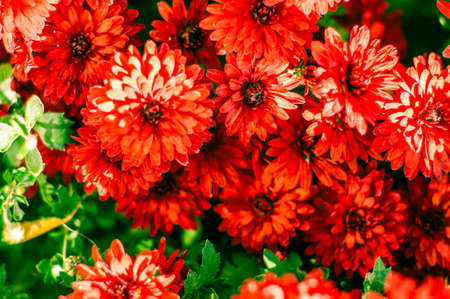 Red flowers background. Colorful autumnal chrysanthemum bouquet.の写真素材