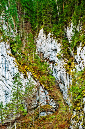 Mountain wall and pine trees. Mountains landscape in Carpathianの写真素材