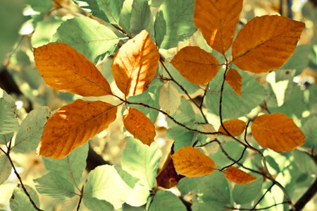 Autumn leaves background. Colorful foliage in sunlight