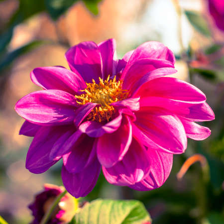 colorful Chrysanthemum closeup. floral background. shallow dof. autumn background.の写真素材