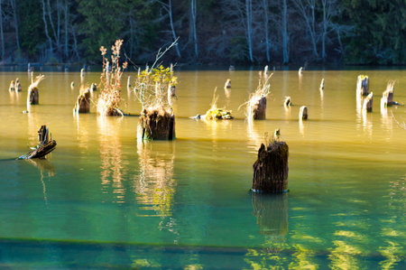 Waterlogged tree trunks in colorful lake. Turquoise and yellow water.の写真素材