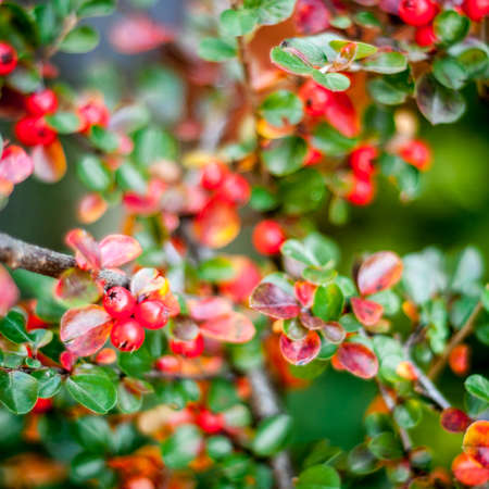 Red berries on branches. Colorful nature detail background.の写真素材