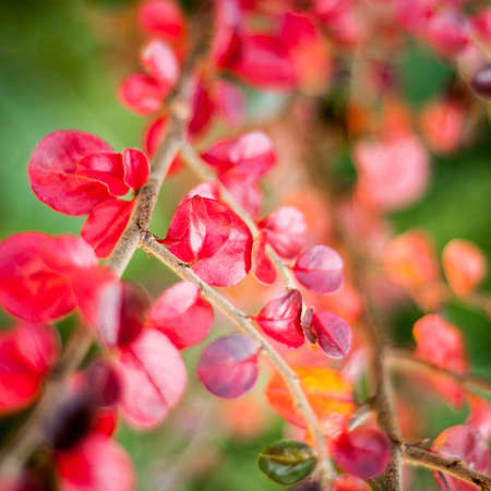 Red leaves on branch. Autumn background. Leaves close-up.の写真素材