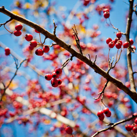 Red berries on branch. Autumn background.の写真素材