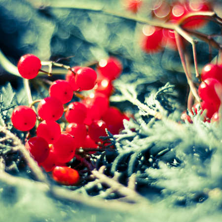Red berries on branch. Christmas background with soft-focus.の写真素材