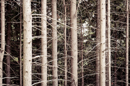 Pine forest full frame close up. Evergreen forest. Nature, ecology, life.
