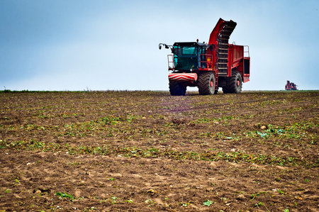 Agricultural vehicle harvesting sugar beet. Red combine harvester on field.