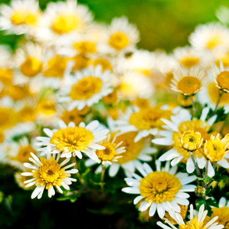 A close-up image of white and yellow daisies in full bloom, showcasing the vibrant colors and detailed textures of the petals and centers against a backdrop of green foliage.の写真素材