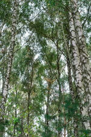 Many birch and some pine trees with a lot of green leaves in a daylightの写真素材