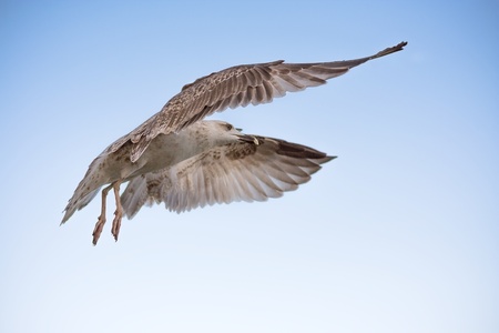 Alone seagull flight in the sky spreading the wingsの写真素材