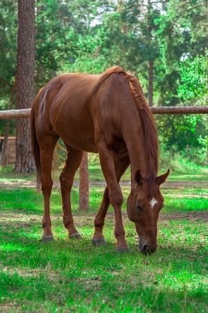 Single brown horse grazing in the forestの写真素材