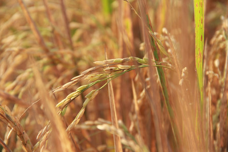 rice fieldの写真素材