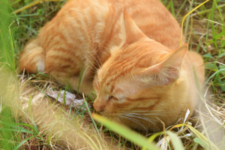 A cat with orange and white stripes with very soft fur was relaxing between the small paths and green grassの写真素材