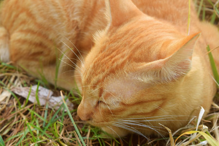 A cat with orange and white stripes with very soft fur was relaxing between the small paths and green grassの写真素材