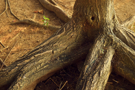 Roots spreading from a large tree in a park in Brebes, Indonesia