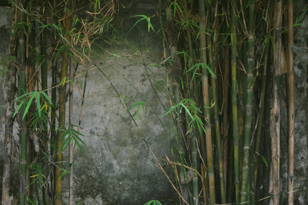 The elegant old wall next to it has green bamboo, making the background even more aestheticの写真素材