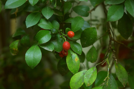 The red Beach Cherry plant grows very fresh in a home garden