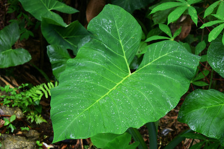 Belitung taro leaves are green and there is fresh dew growing in the morningの写真素材