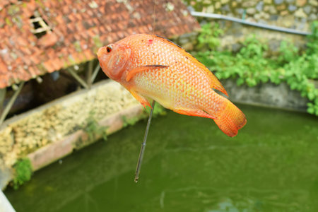 Orange gold fish caught using a fishing hook in a village pond